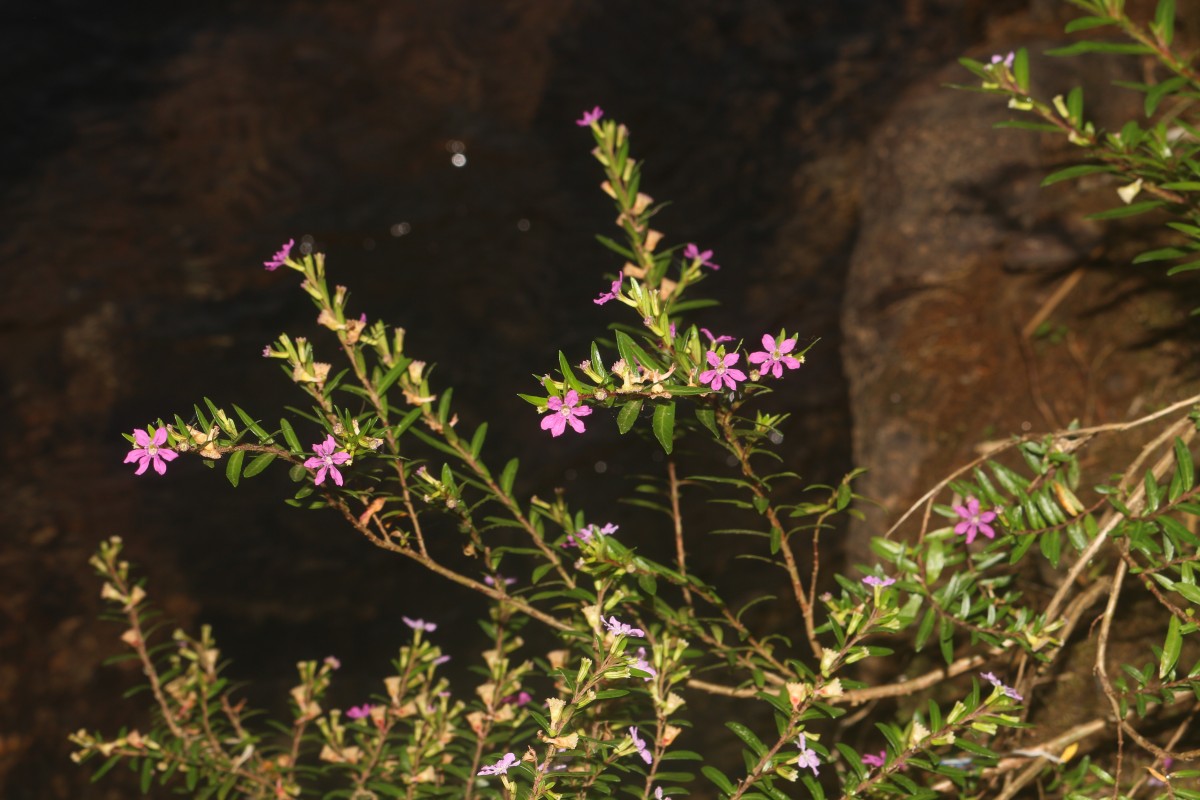 Cuphea hyssopifolia Kunth